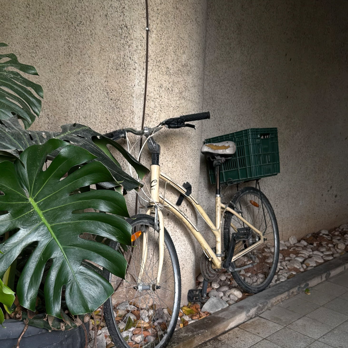 Tnuva Green Box on a bicycle