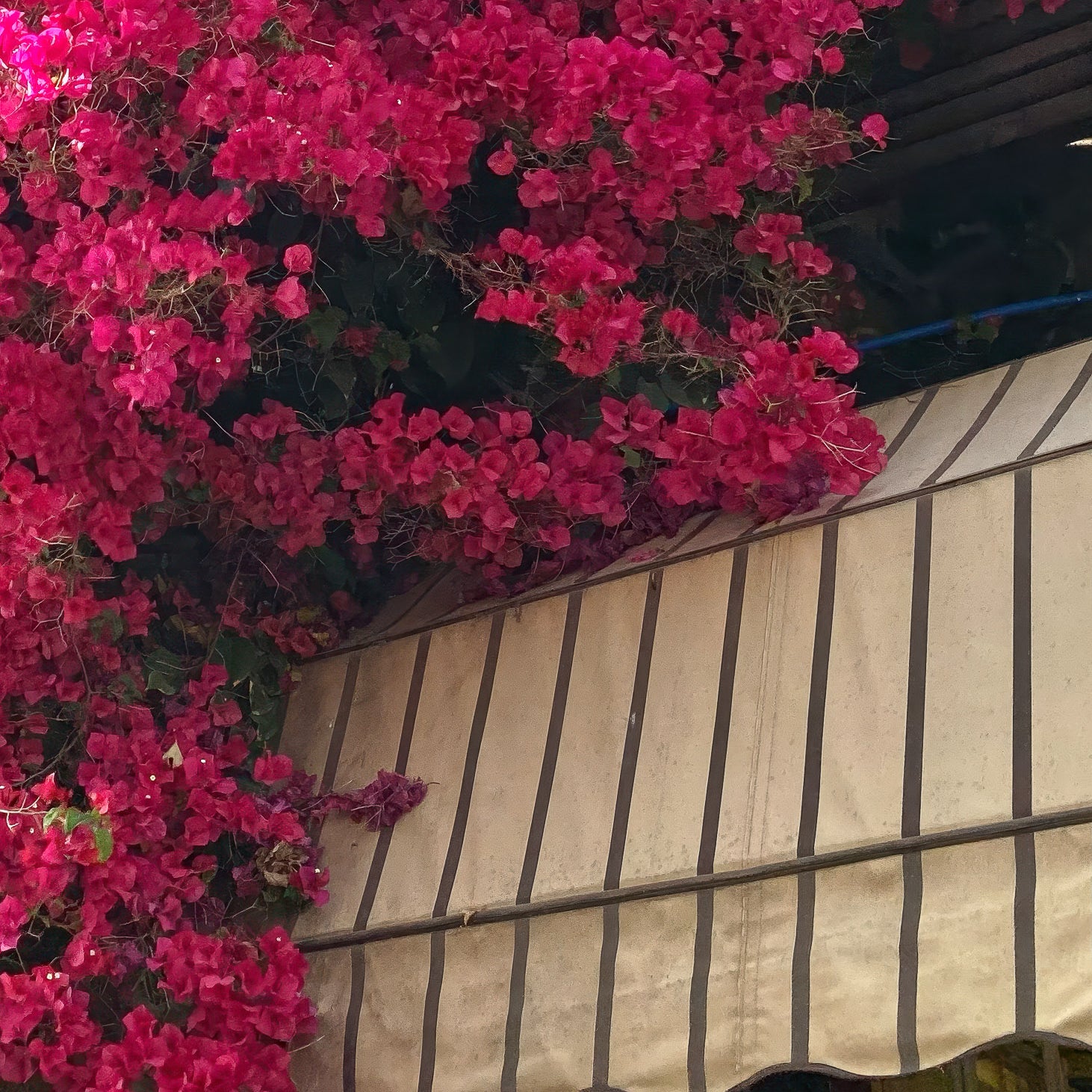 Cafe Levinski floral display with vibrant pink bougainvillea near a striped awning in Tel Aviv.