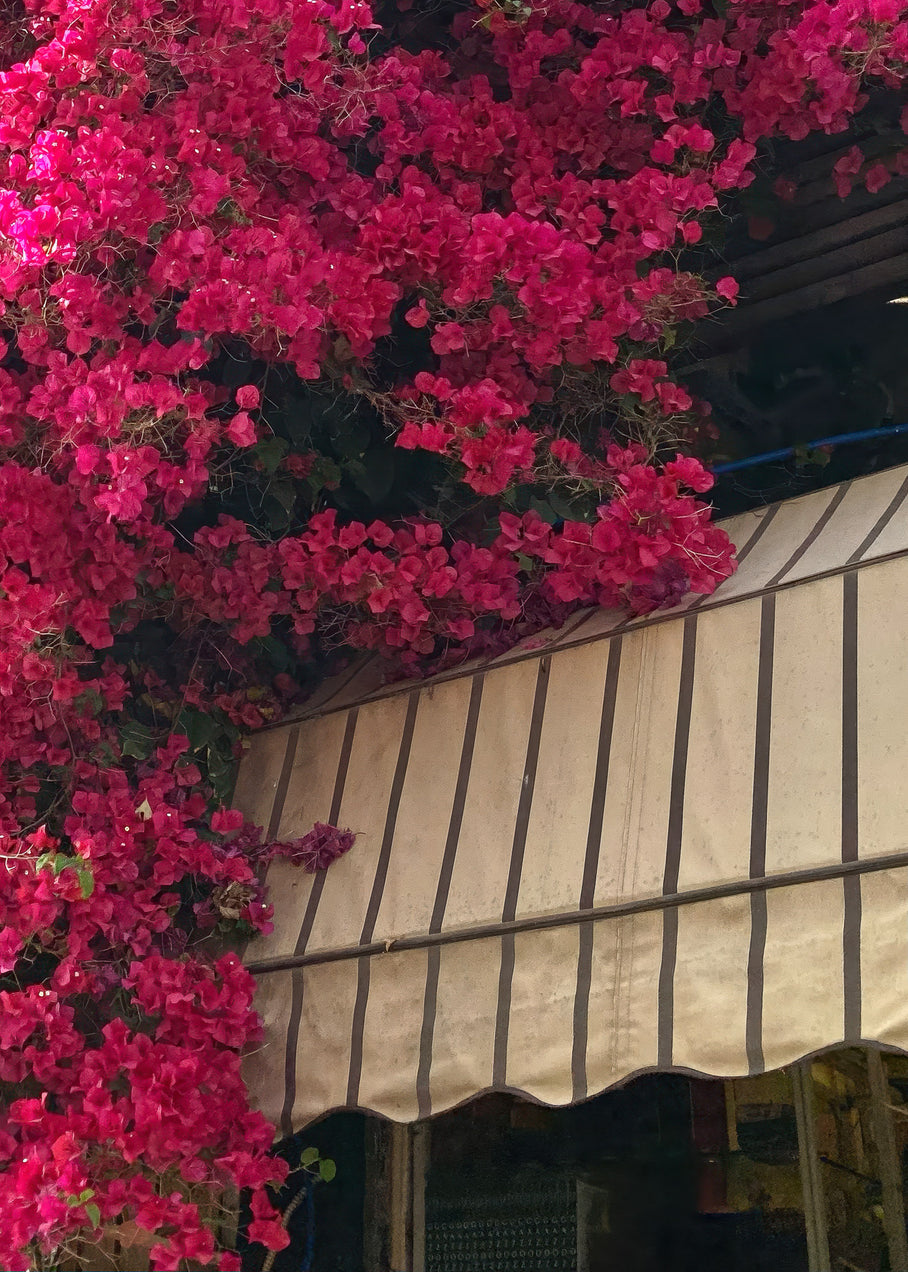 Cafe Levinski floral display with vibrant pink bougainvillea near a striped awning in Tel Aviv.