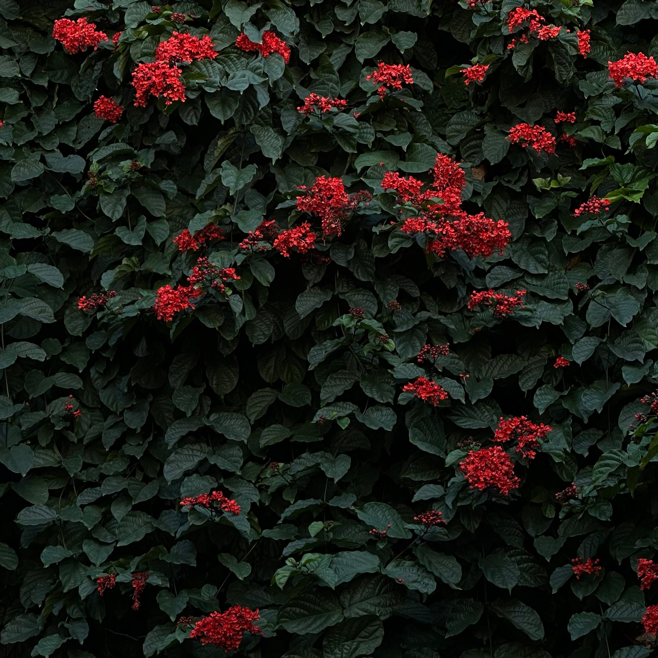 Neve Tzedek Wall — Tel Aviv Photography Print — Israel Wall Art