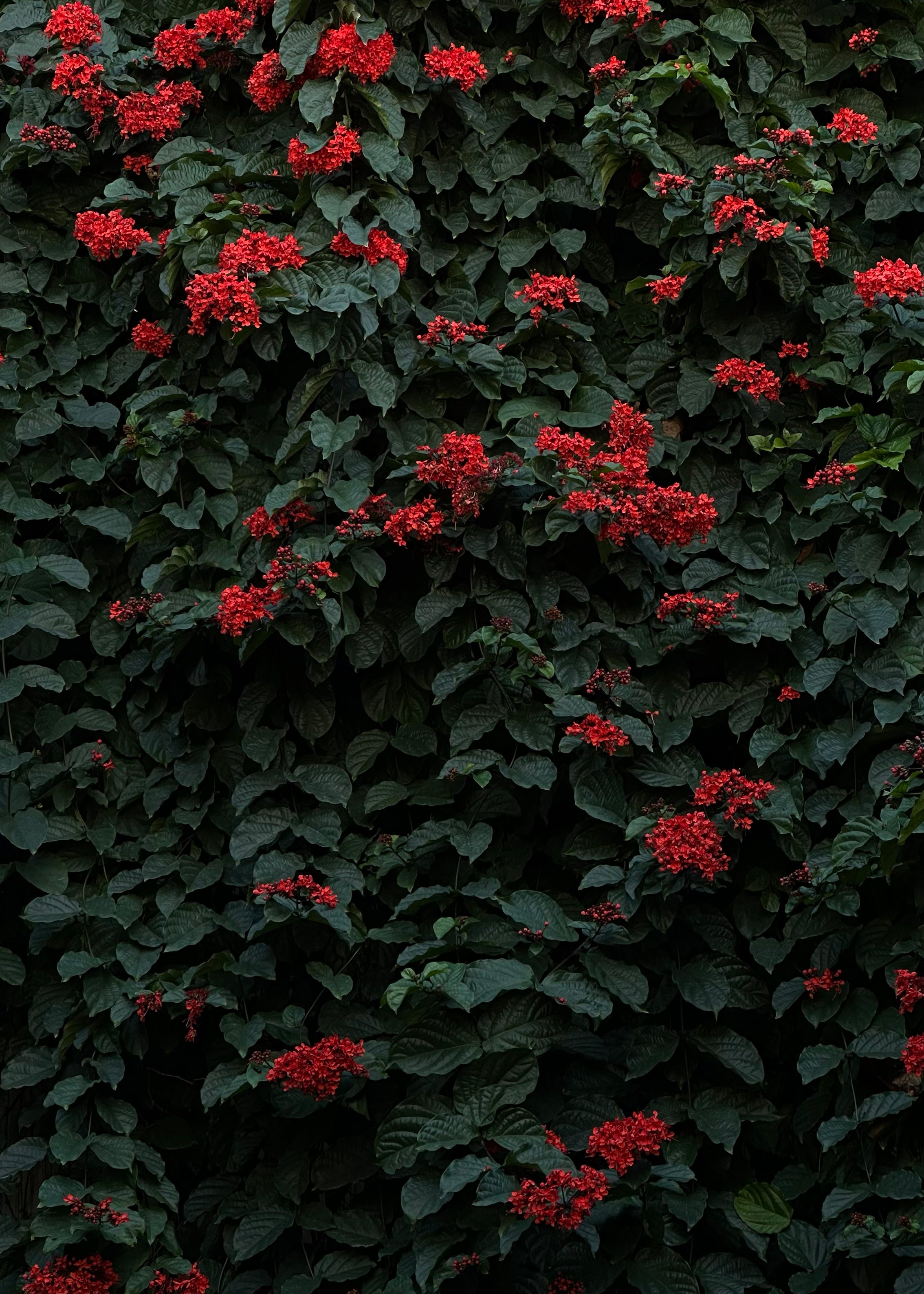 Neve Tzedek Wall — Tel Aviv Photography Print — Israel Wall Art