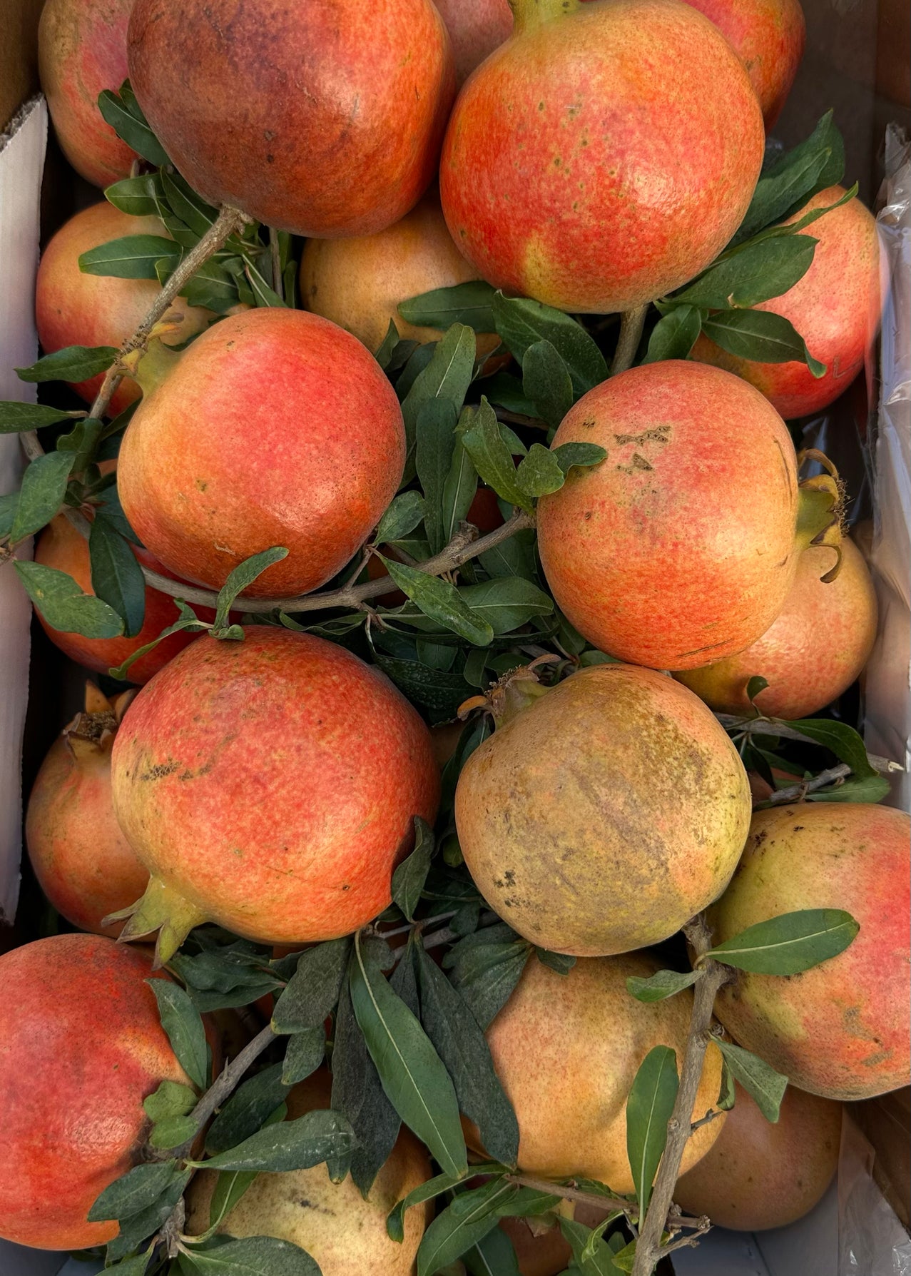 Fresh Pomegranates — Tel Aviv Photography Print — Israel Wall Art