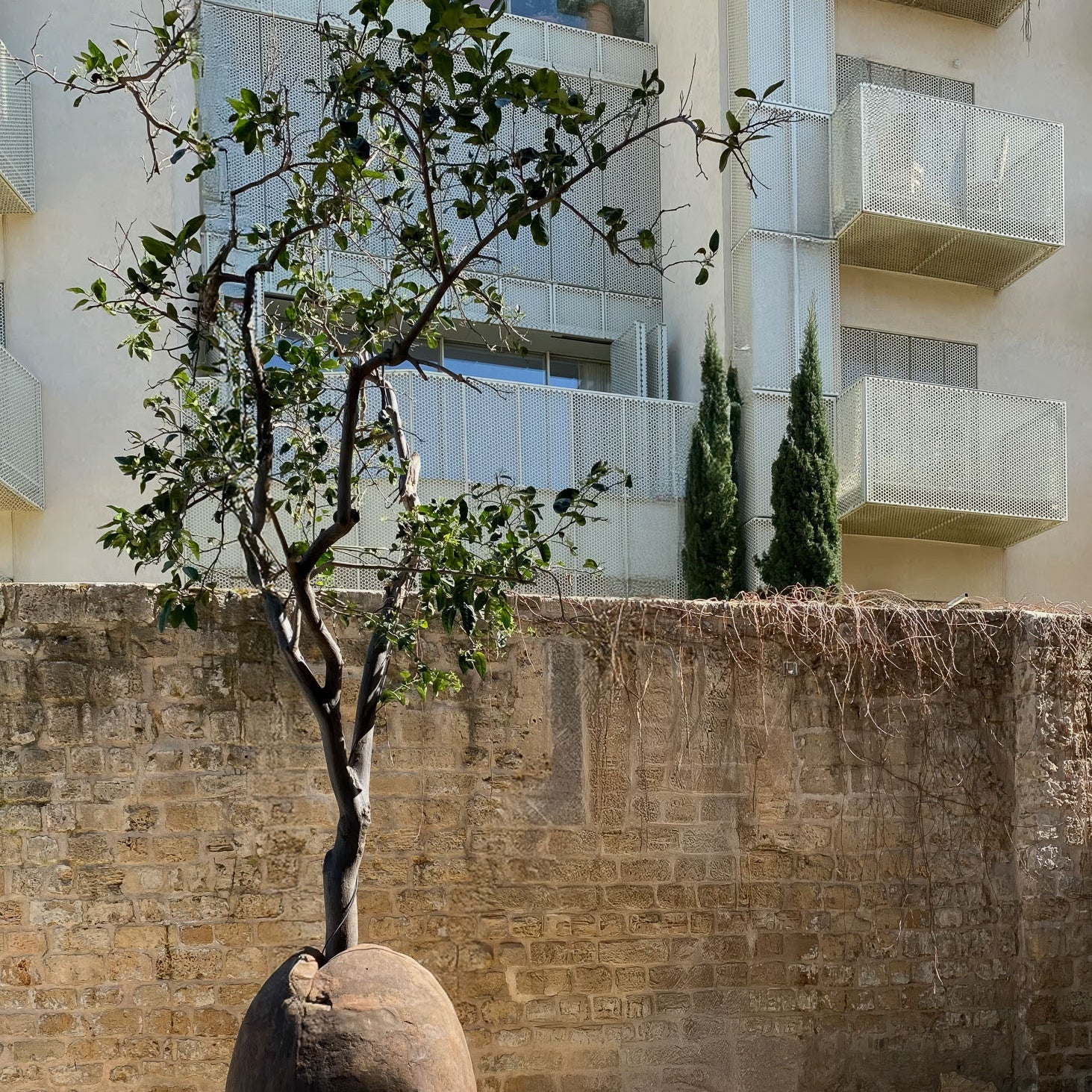 Suspended Orange Tree in Jaffa, Israel, showcasing a surreal sculpture blending nature and architecture.