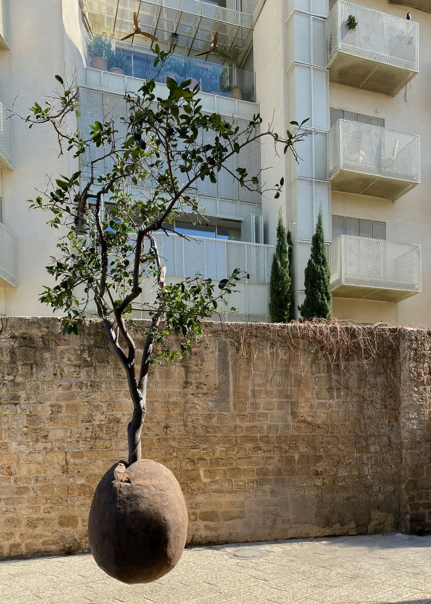 Printed poster of a Yafo orange tree against a stone wall and modern building in Israel.
