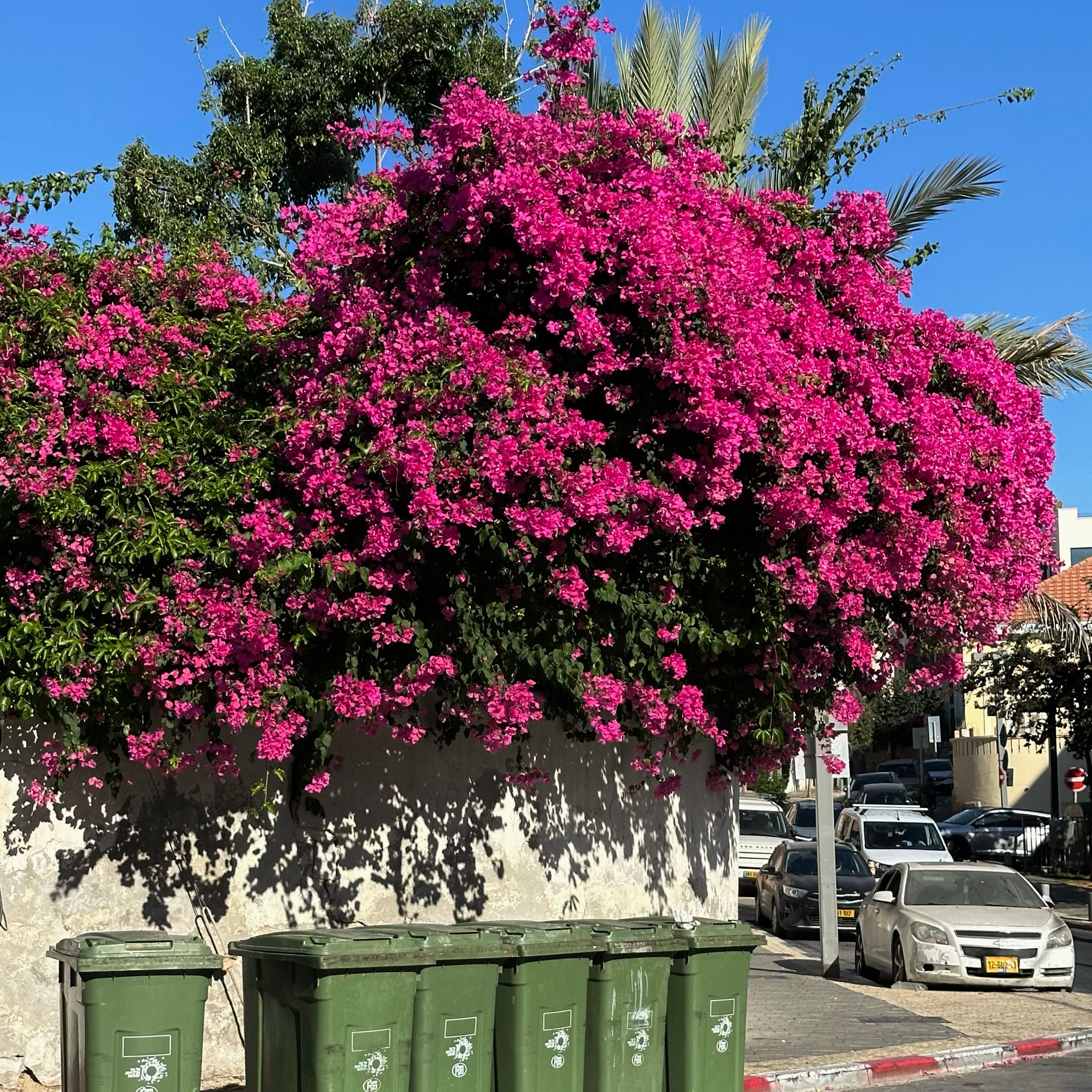 Green Garbage Boxes — Tel Aviv Photo Print — Israel Wall Art