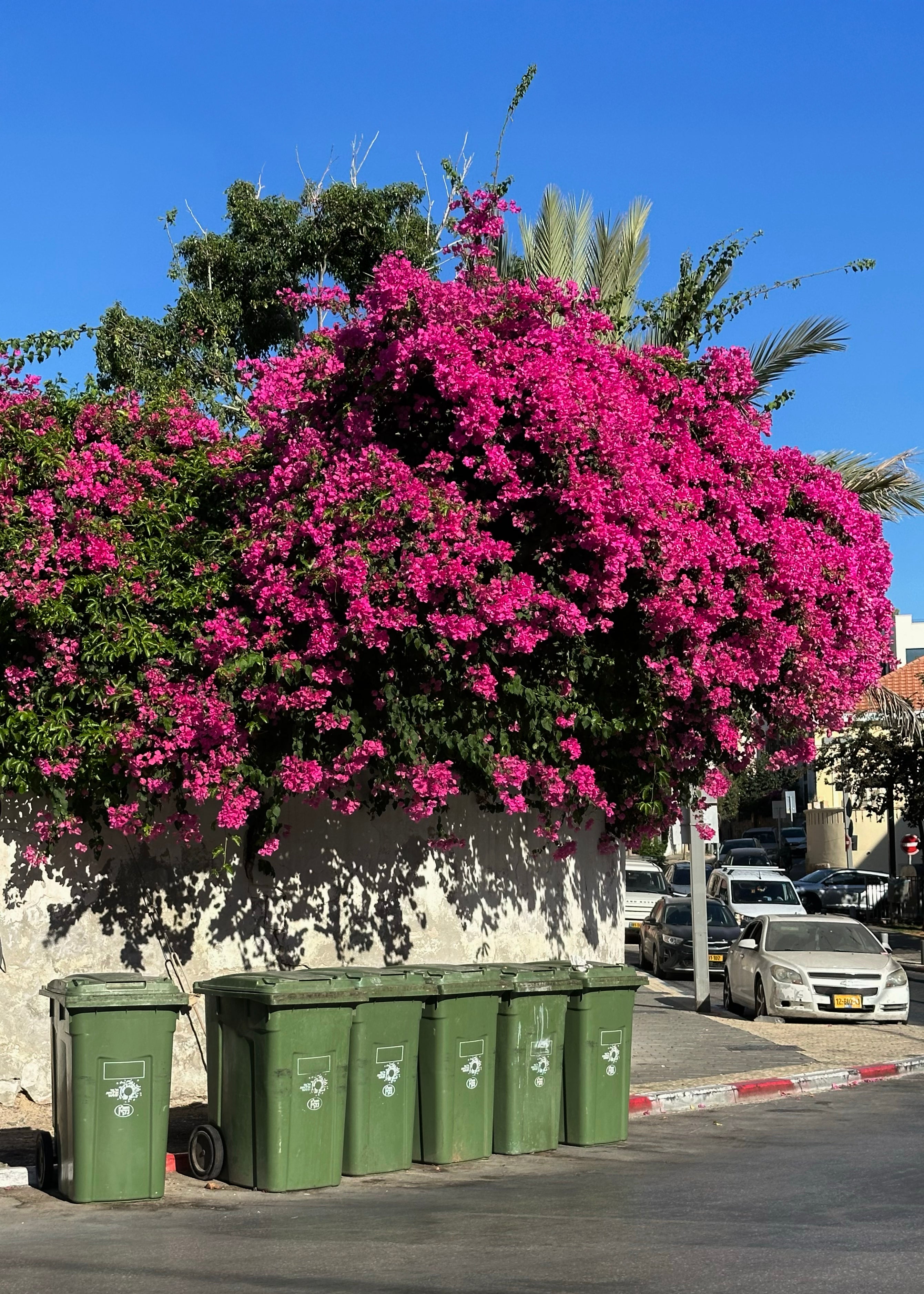 Green Garbage Boxes — Tel Aviv Photo Print — Israel Wall Art