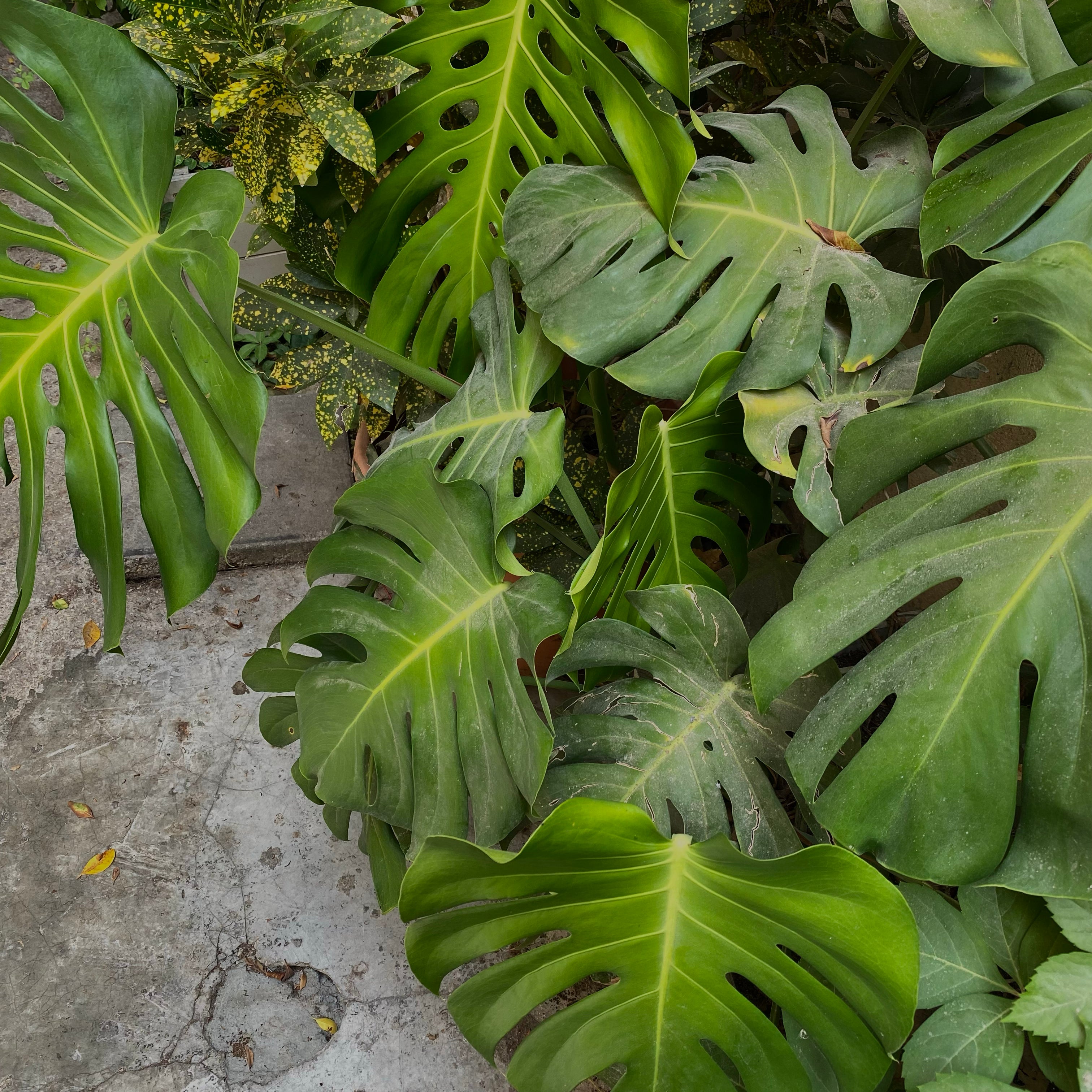 Monstera Plant — Tel Aviv Photography Print — Israel Wall Art