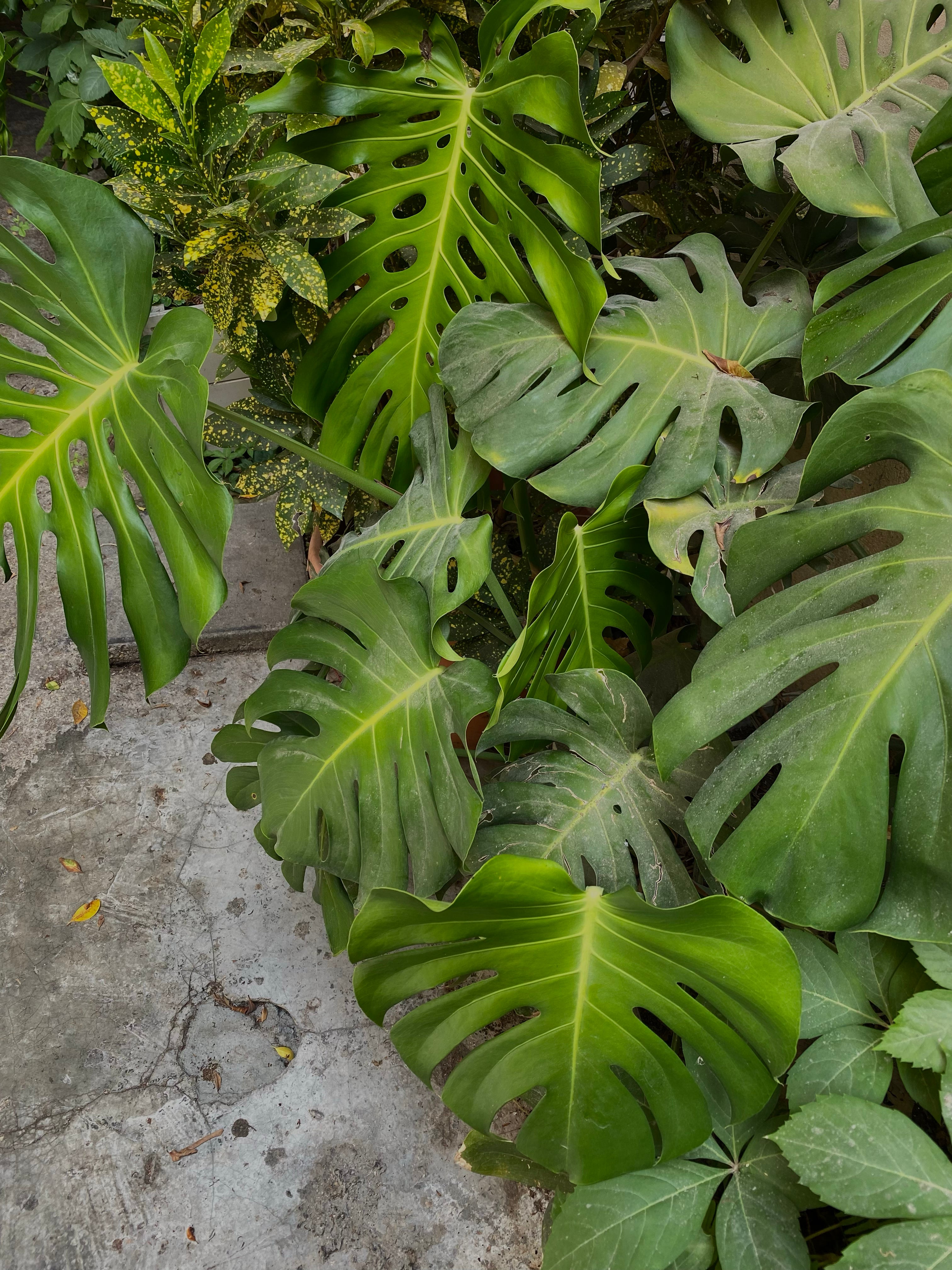 Monstera Plant — Tel Aviv Photography Print — Israel Wall Art