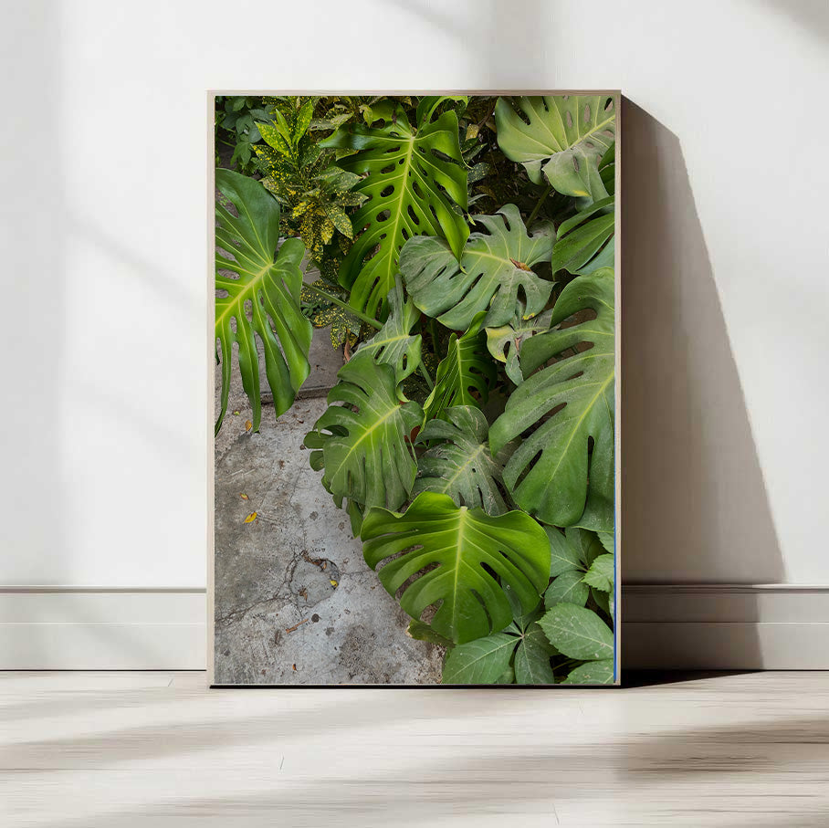 Monstera Plant — Tel Aviv Photography Print — Israel Wall Art